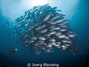 Awesome school of bigeye jack dwarfing my buddy! by Joerg Blessing 